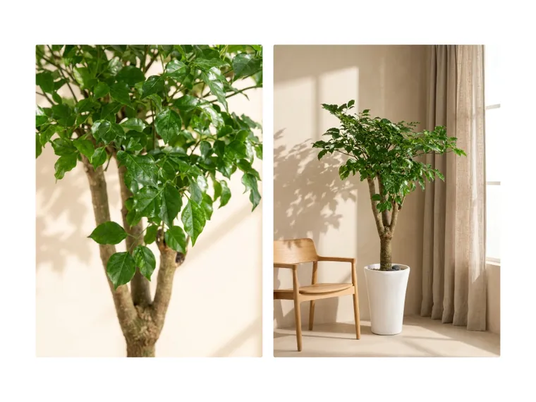 Cây hạnh phúc A — Hình chi tiết