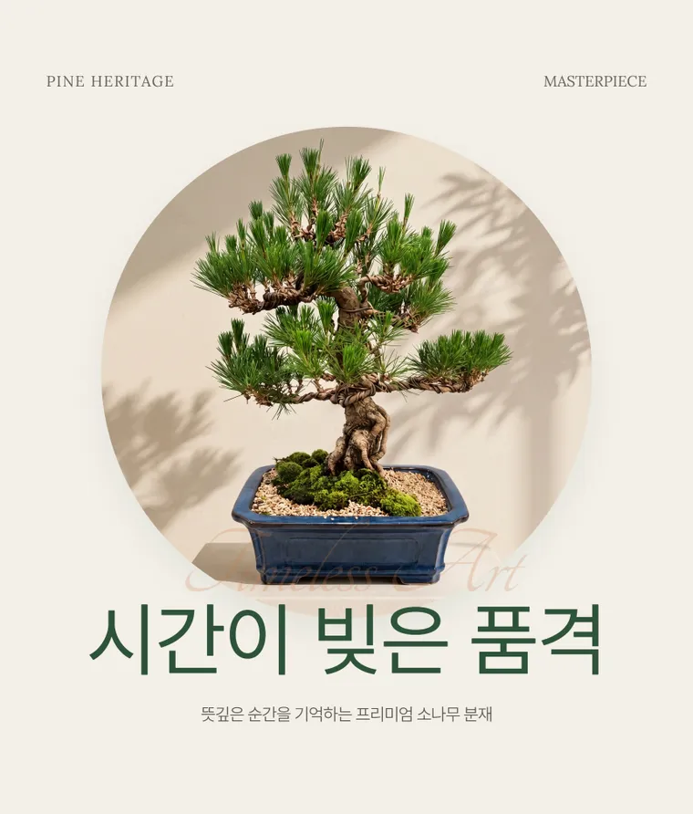 소나무분재 C — 상품 상세