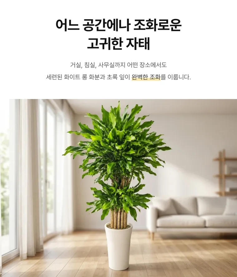 황금죽 A — 상품 상세