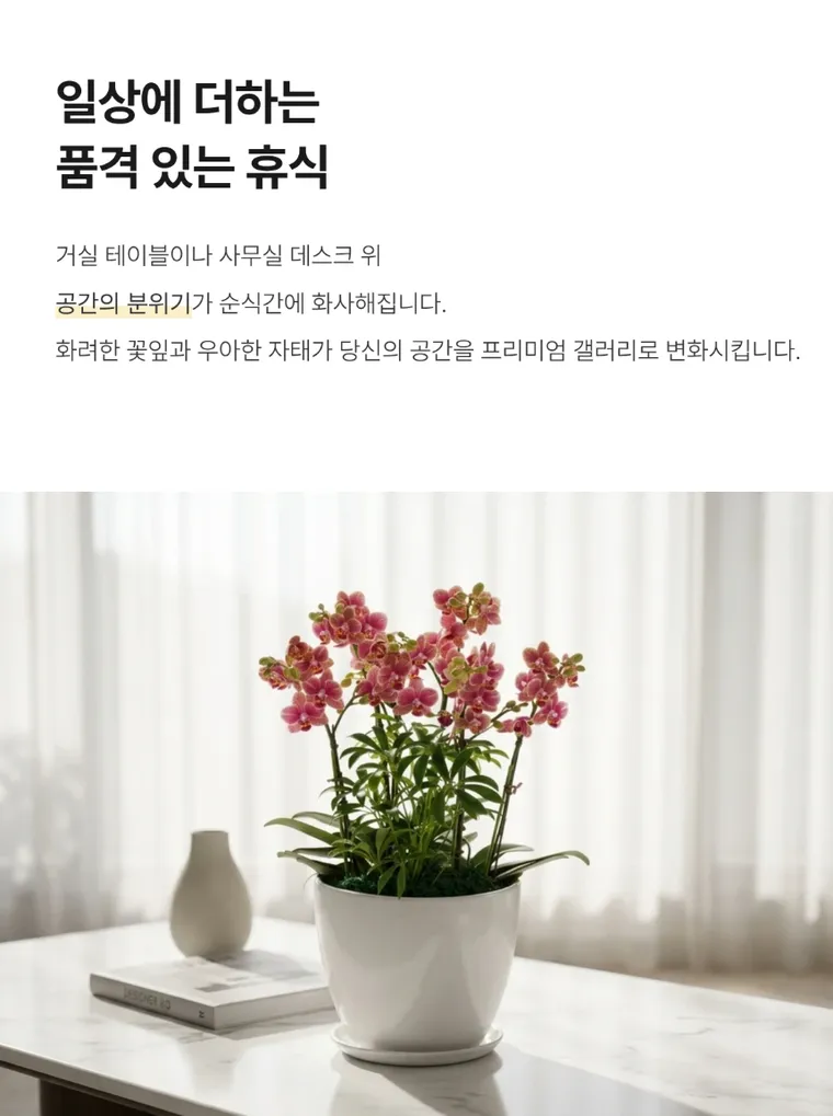 금나비 — 상품 상세