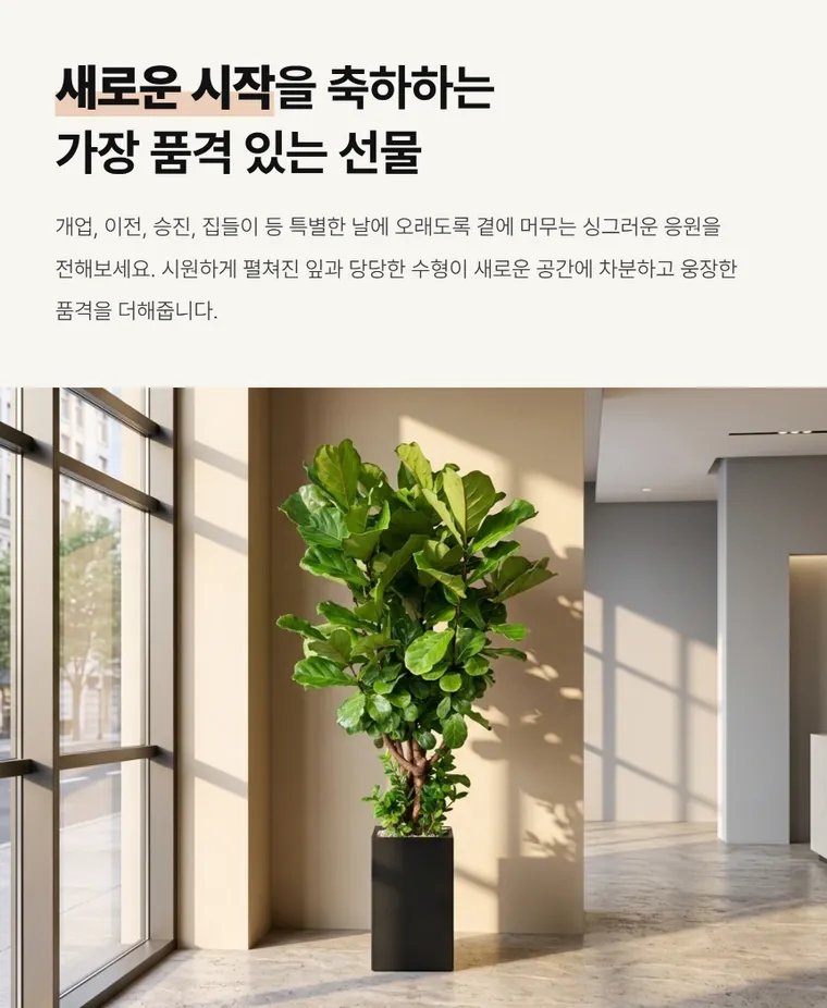 떡갈고무나무 A — 상품 상세