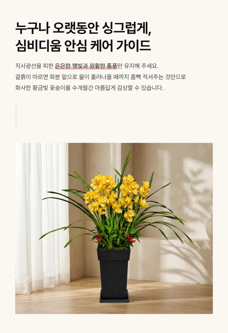 Lan Cymbidium — Hình chi tiết