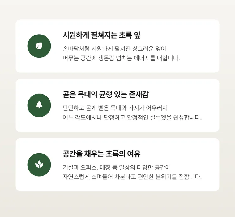 파키라 A — 상품 상세