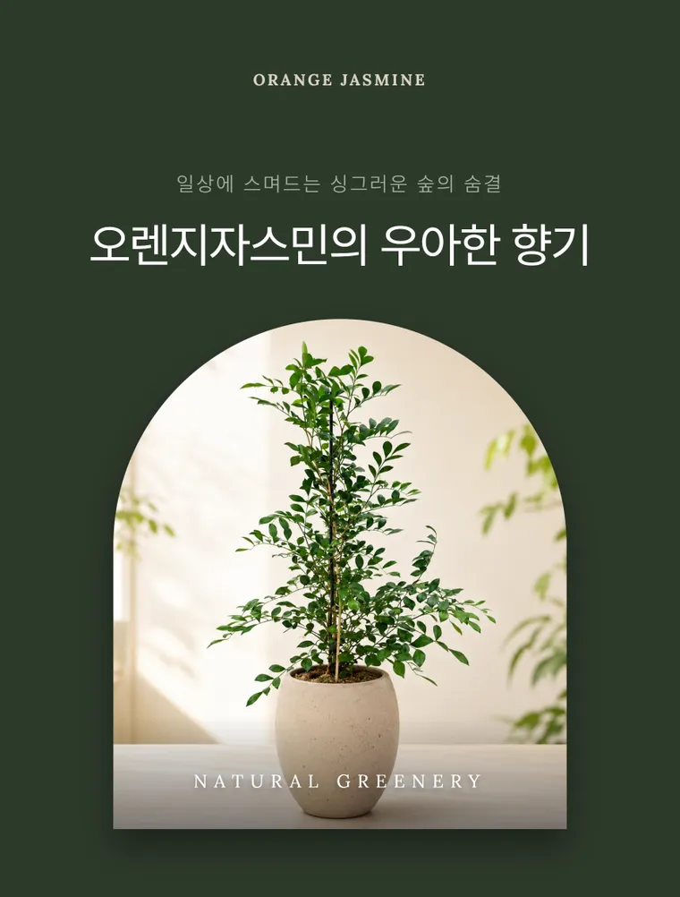 오렌지 자스민 — 상품 상세