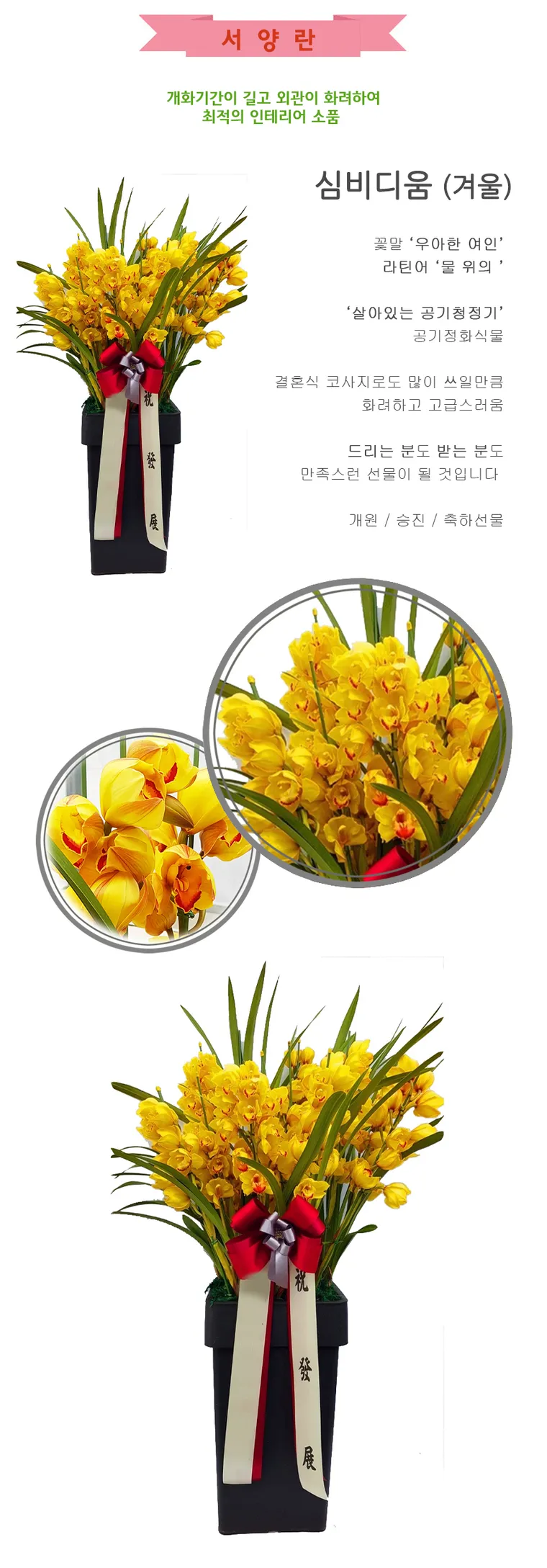 Lan Cymbidium (Màu vàng · Mùa đông) — Hình chi tiết