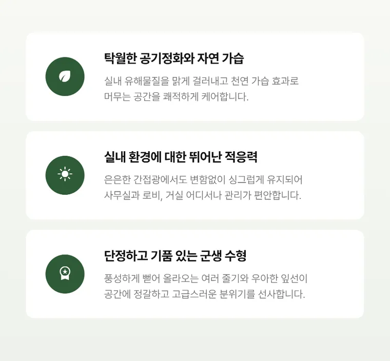 관음죽 — 상품 상세
