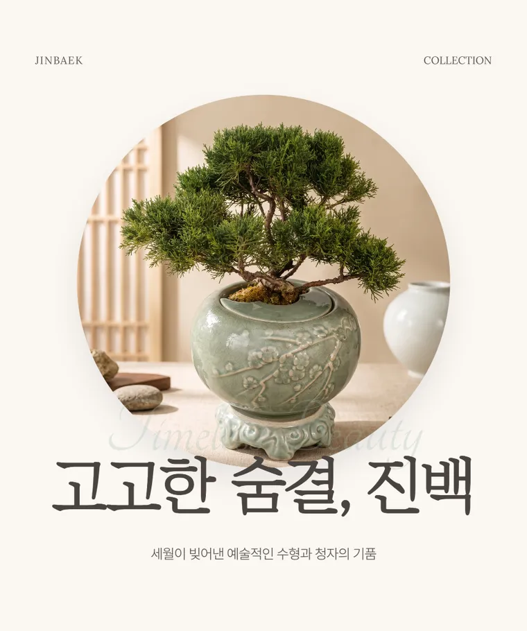 Bonsai bách xù B — Hình chi tiết