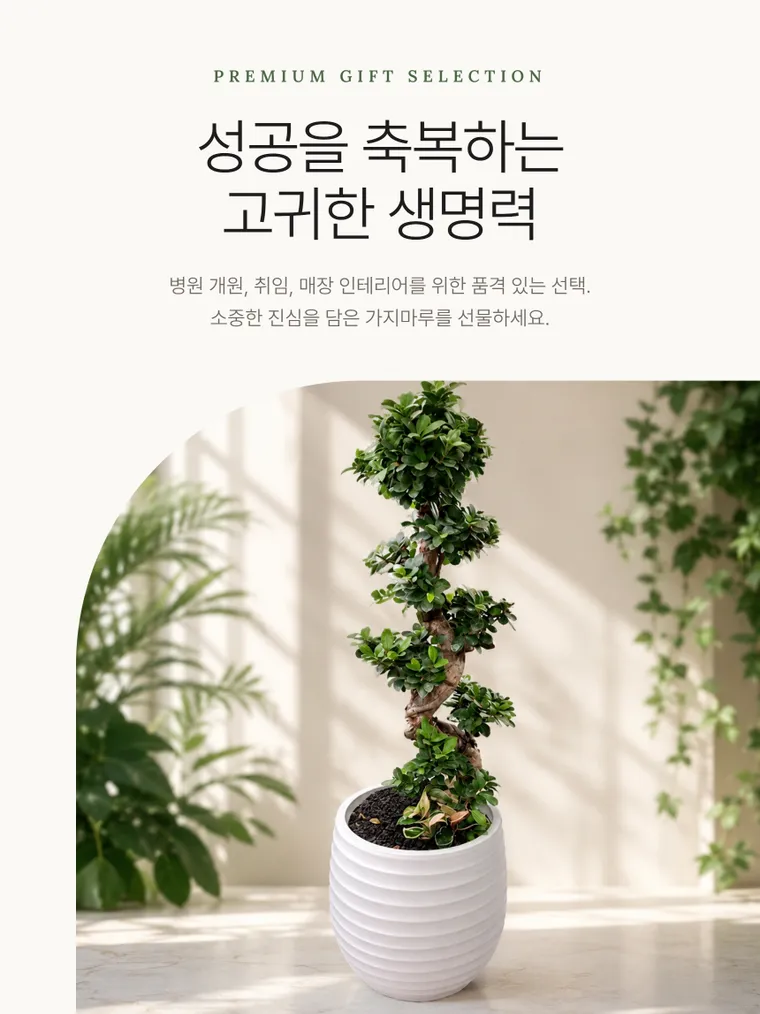 Ginseng FicusB — Detail images