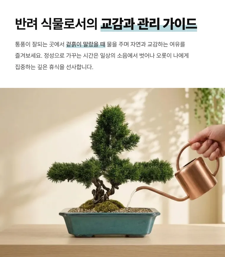 Bonsai bách xù A — Hình chi tiết