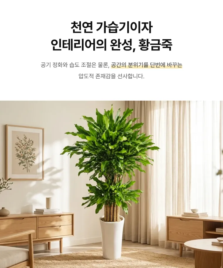 황금죽 A — 상품 상세