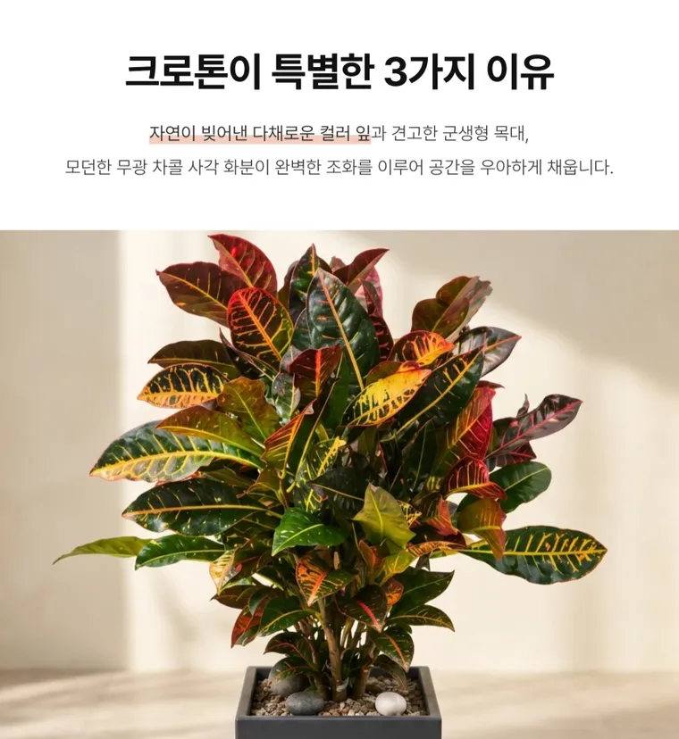 크로톤 A — 상품 상세