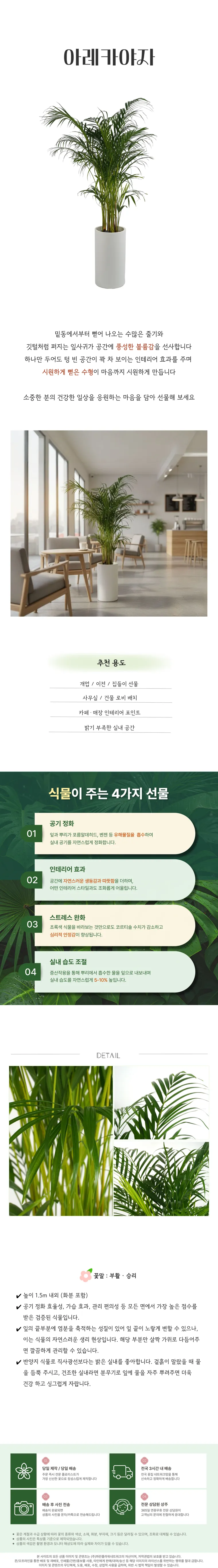 아레카야자 B — 상품 상세