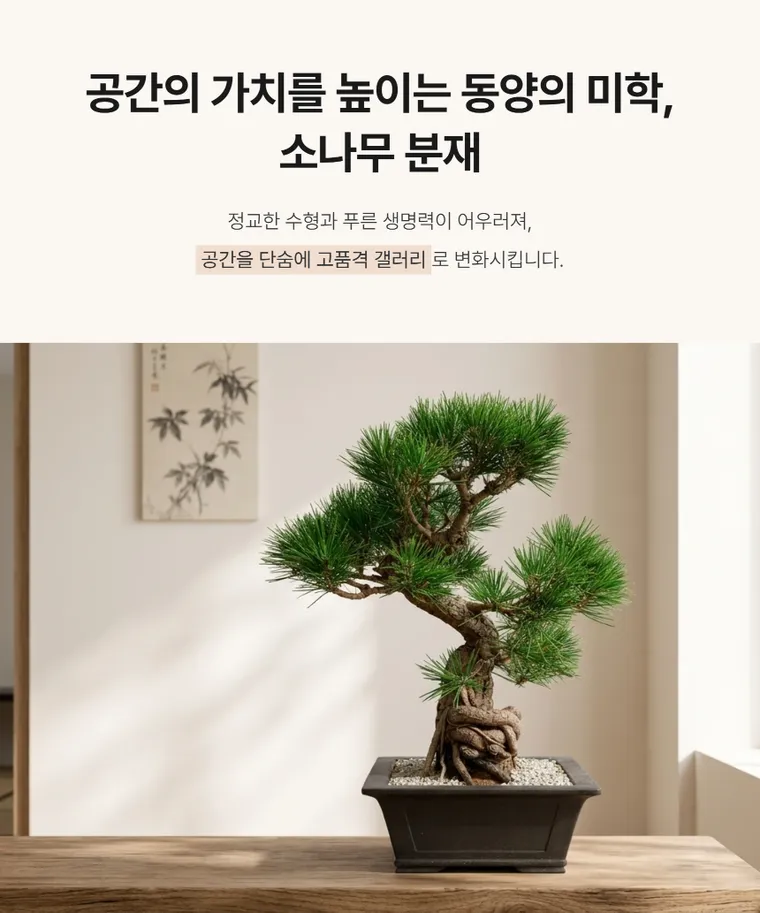 소나무분재 B — 상품 상세