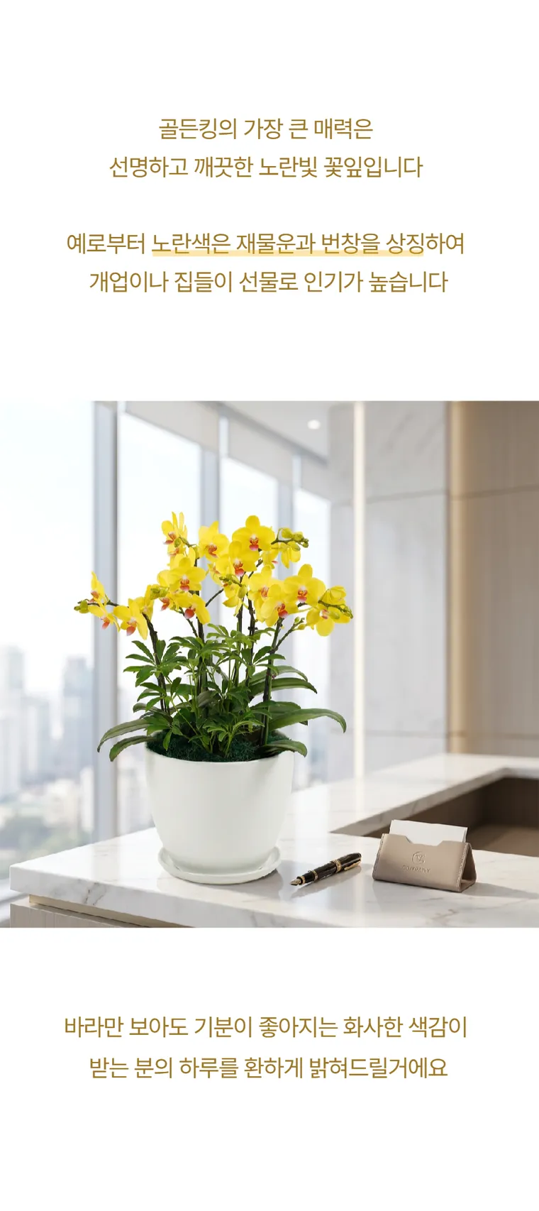 Lan hồ điệp Golden King — Hình chi tiết