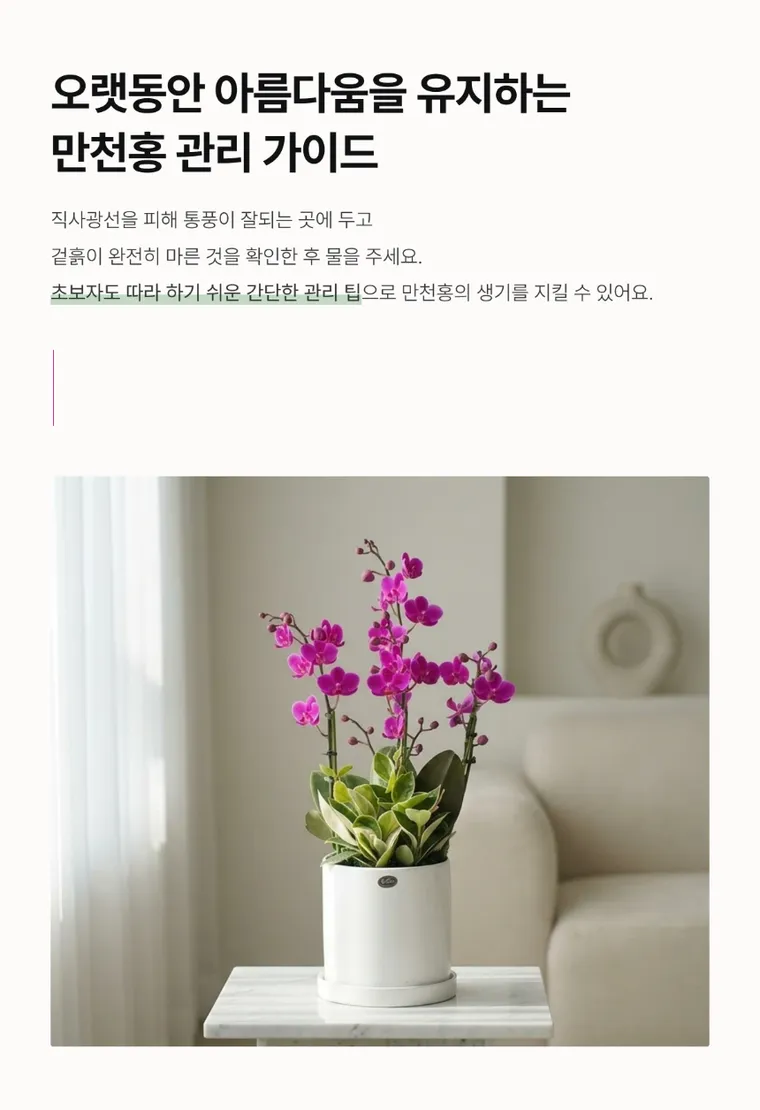 만천홍 B — 상품 상세
