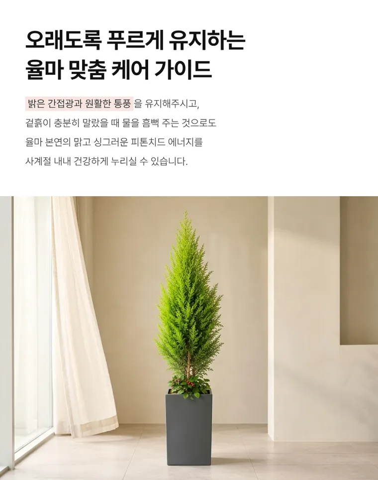 율마 — 상품 상세