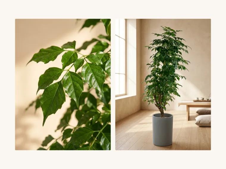 China Doll Plant A — Detail images