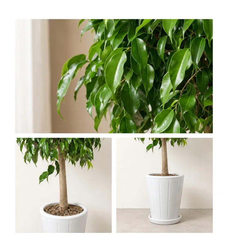 Weeping Fig B — Detail images