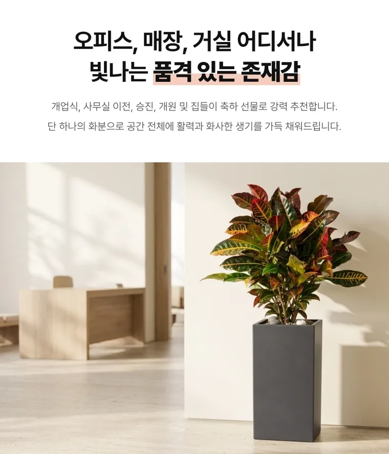 크로톤 A — 상품 상세