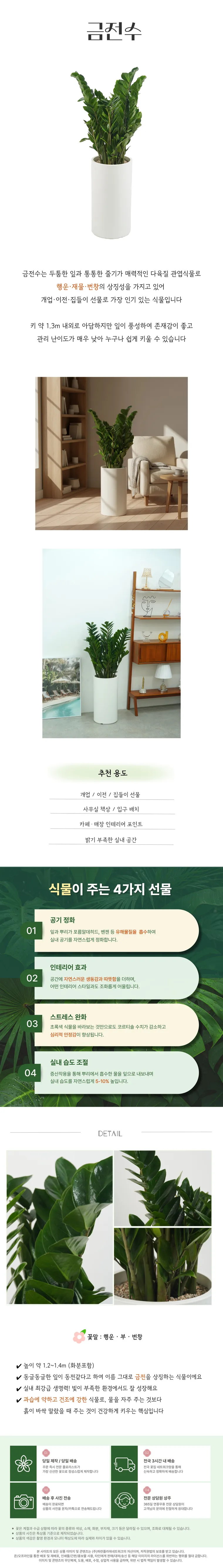 Cây kim tiền — Hình chi tiết
