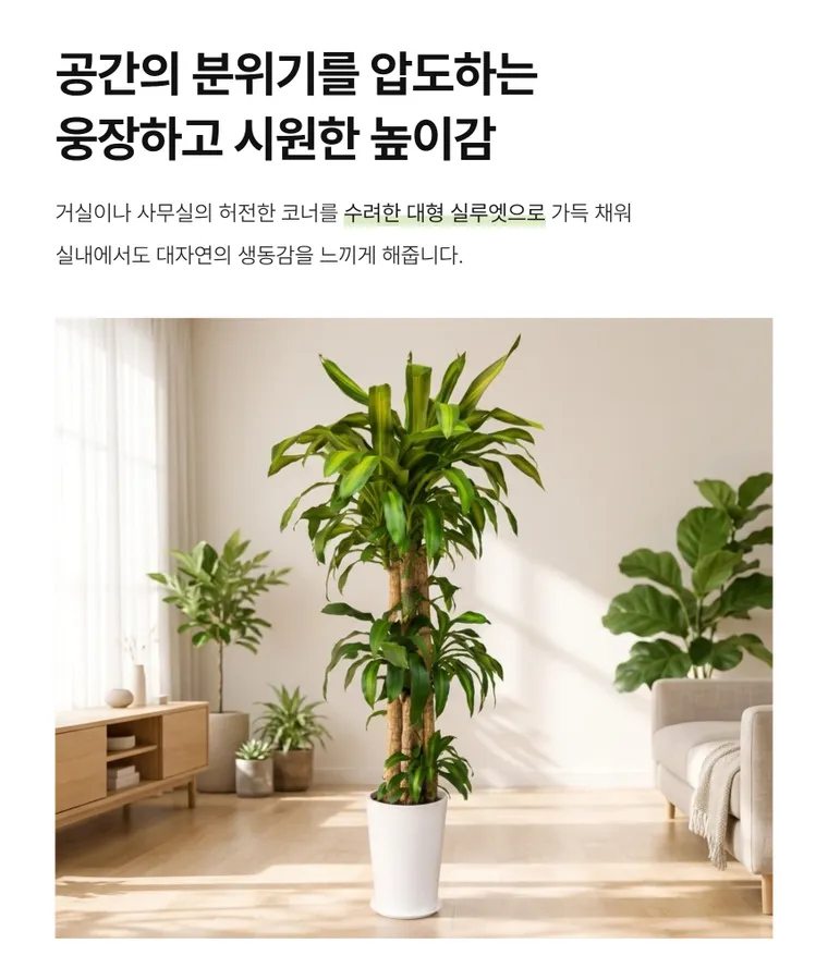 巴西木 A — 详情图