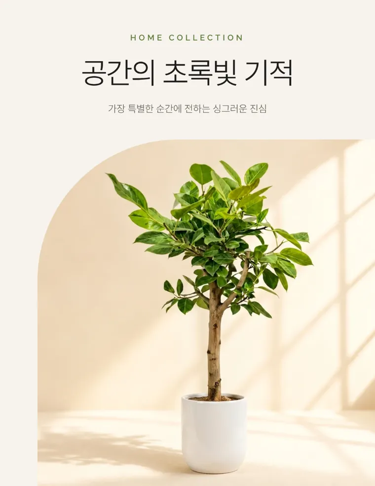 뱅갈고무나무 — 상품 상세