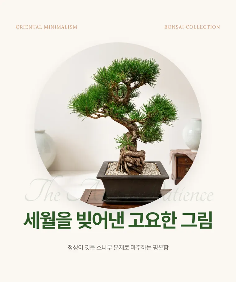 소나무분재 B — 상품 상세