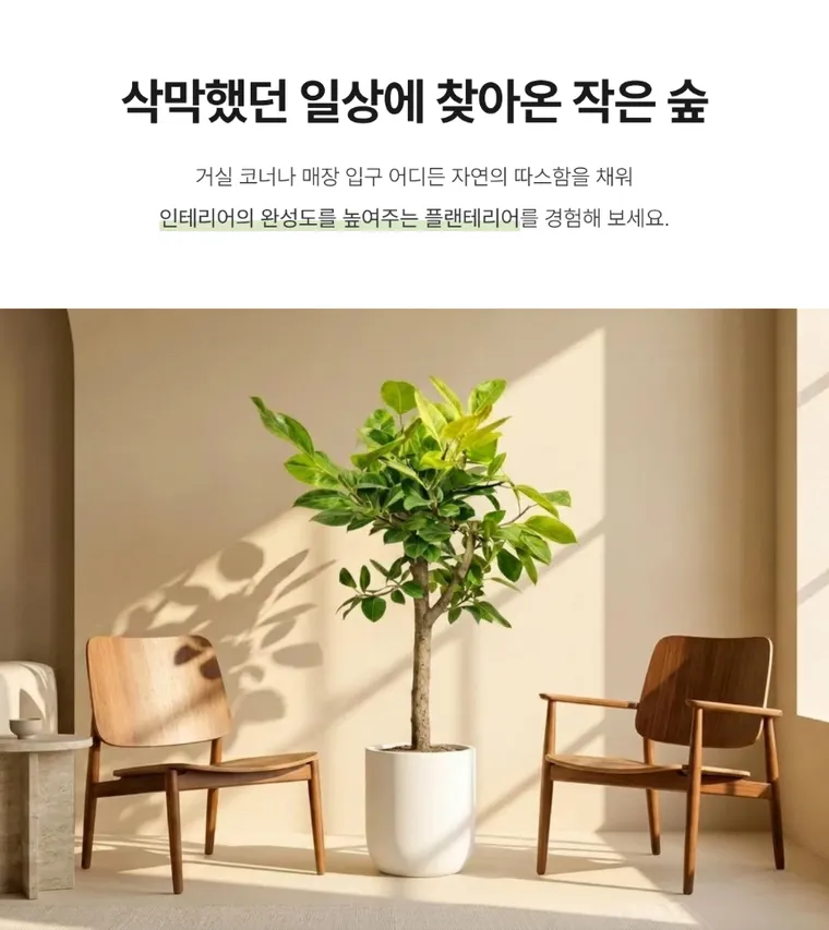 뱅갈고무나무 — 상품 상세