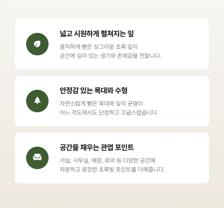 떡갈고무나무 A — 상품 상세
