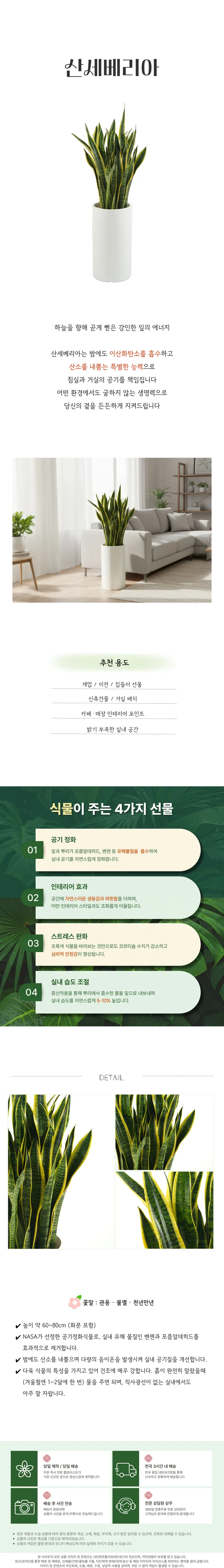 Cây lưỡi hổ — Hình chi tiết
