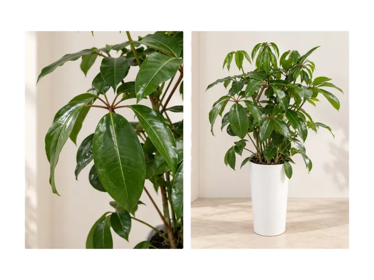 Umbrella Tree — Detail images