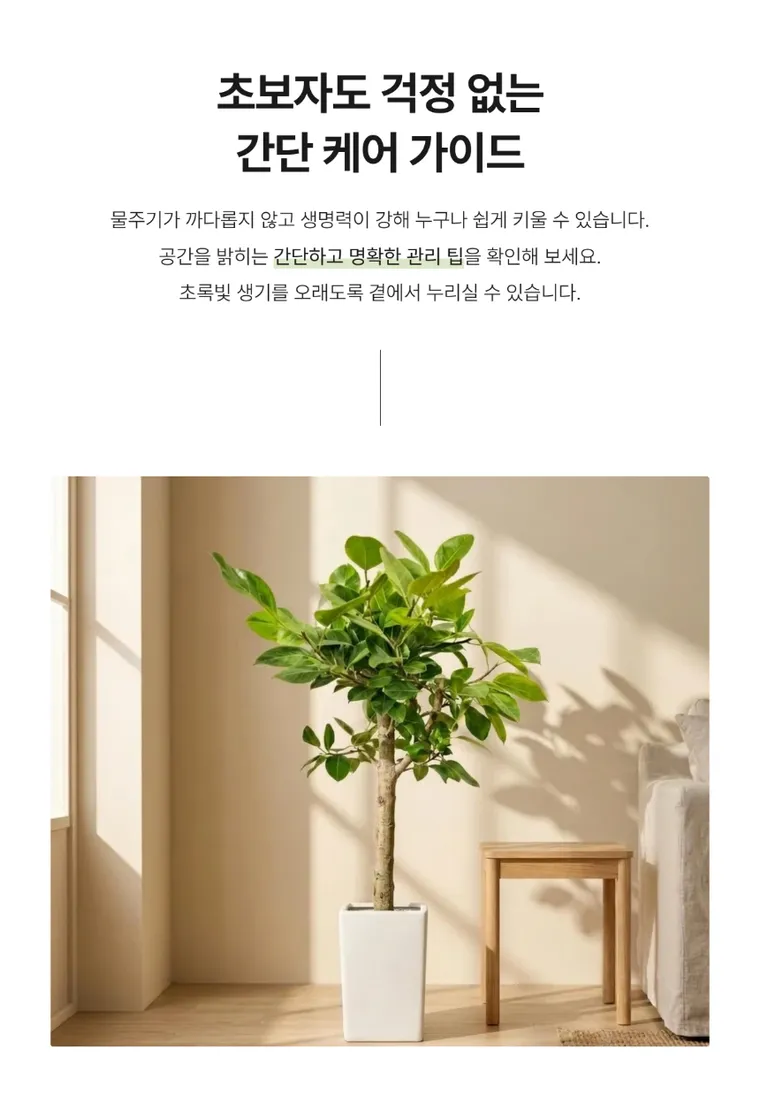 뱅갈고무나무 — 상품 상세