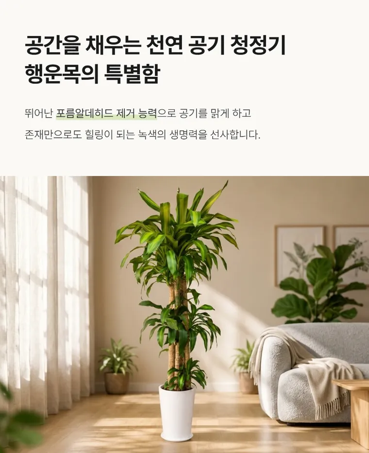 巴西木 A — 详情图