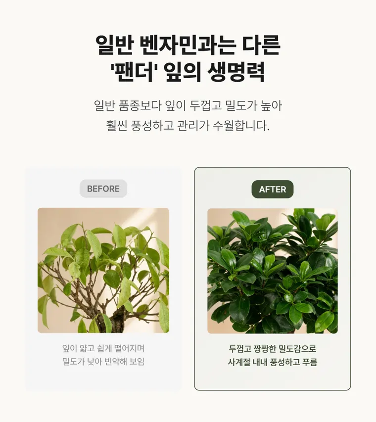 인삼팬더 — 상품 상세