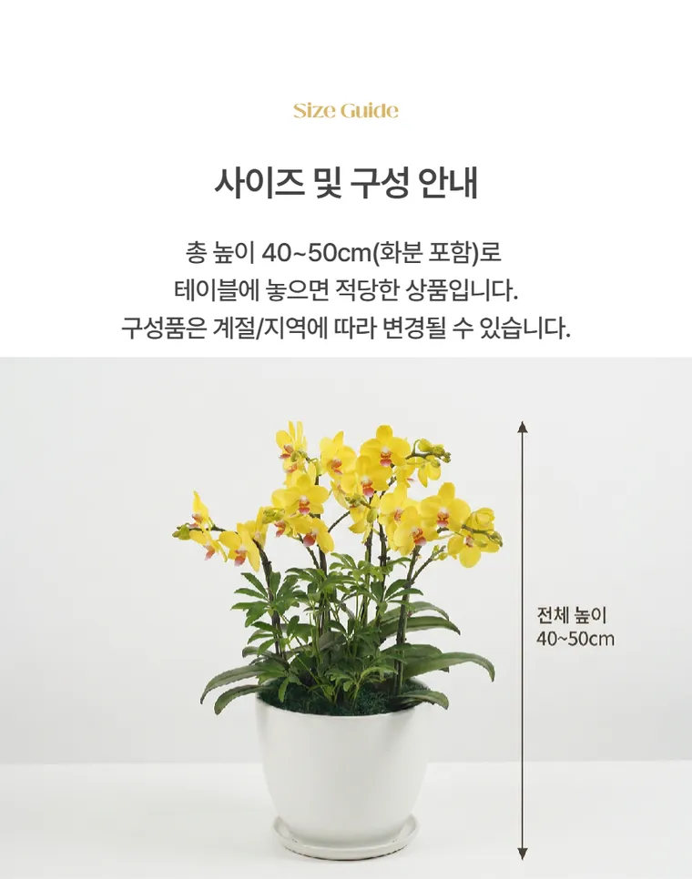 Lan hồ điệp Golden King — Hình chi tiết