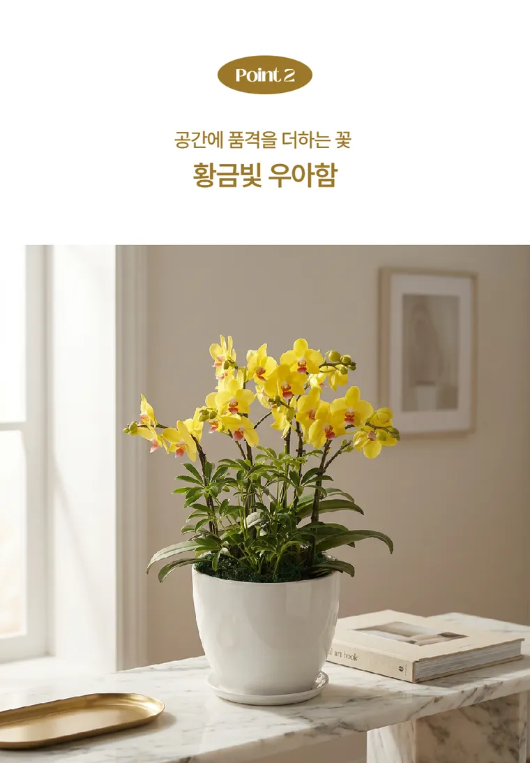 Lan hồ điệp Golden King — Hình chi tiết