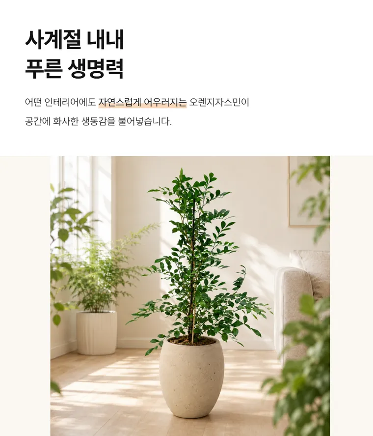 오렌지 자스민 — 상품 상세