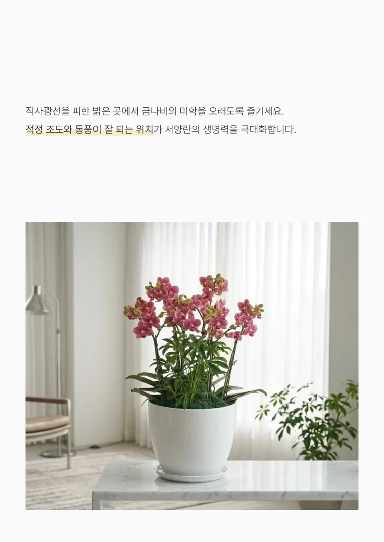금나비 — 상품 상세