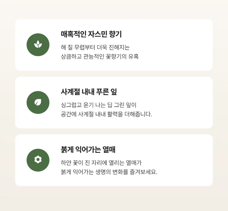 오렌지 자스민 — 상품 상세