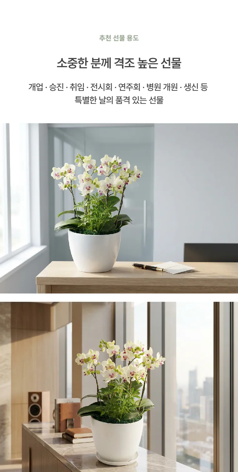 Lan hồ điệp Green Bear — Hình chi tiết