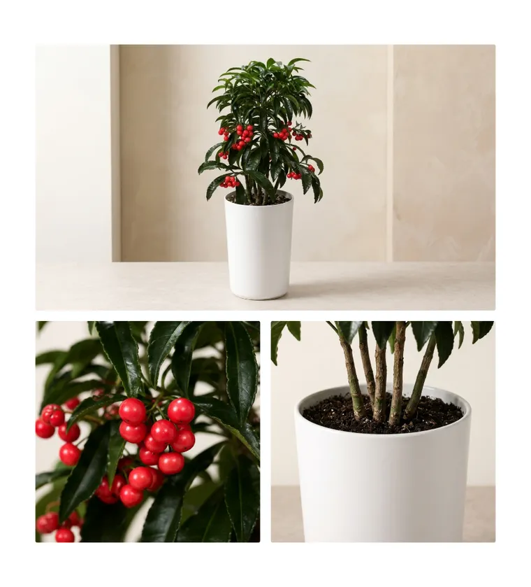 Coral Berry — Detail images