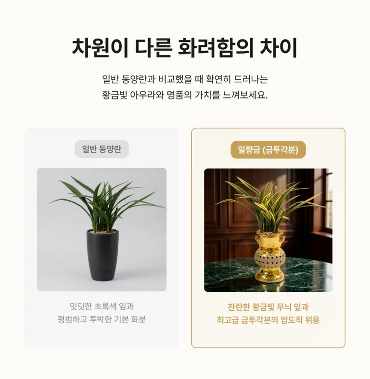 일향금(금투각분) — 상품 상세