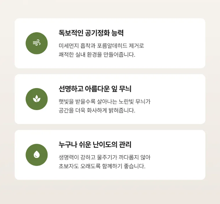 뱅갈고무나무 — 상품 상세