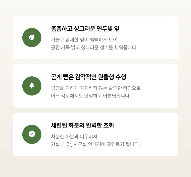 율마 — 상품 상세
