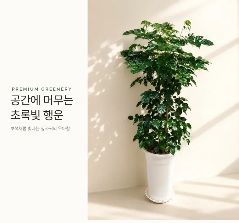 녹보수 C — 상품 상세