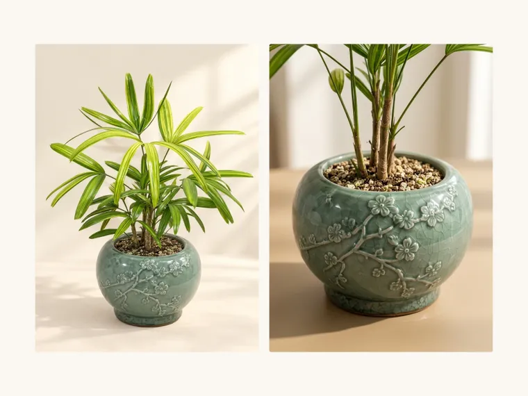 Trúc mây sọc vàng — Hình chi tiết
