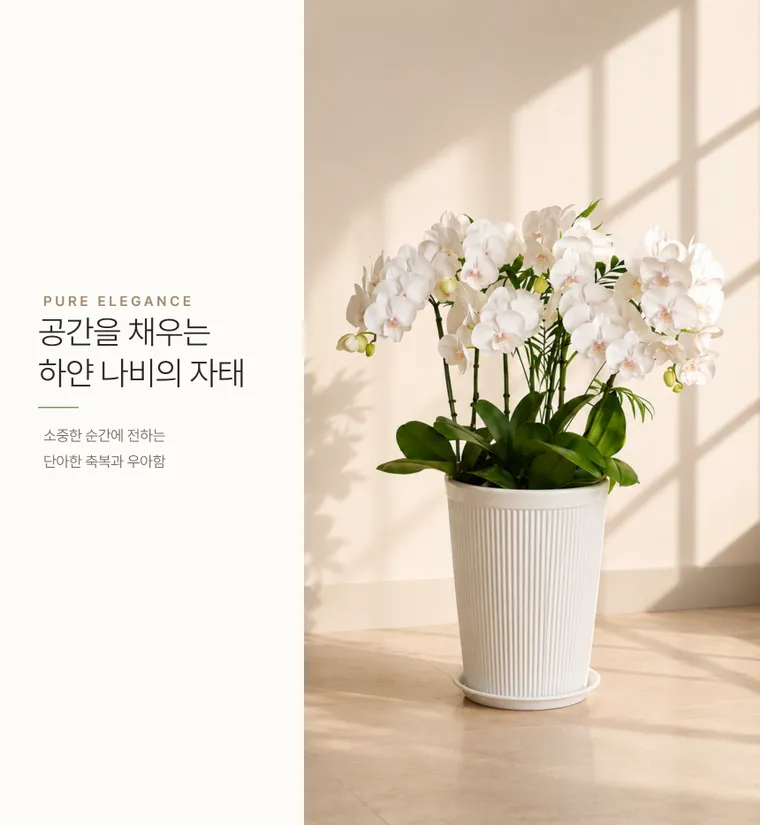 호접란(백화) — 상품 상세