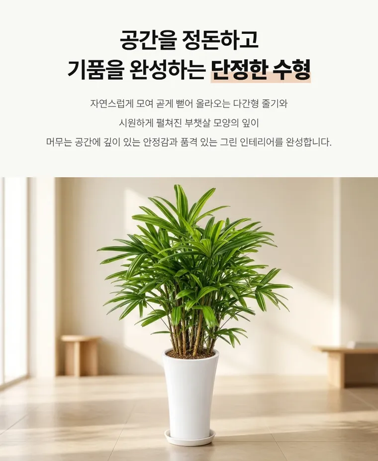 관음죽 — 상품 상세