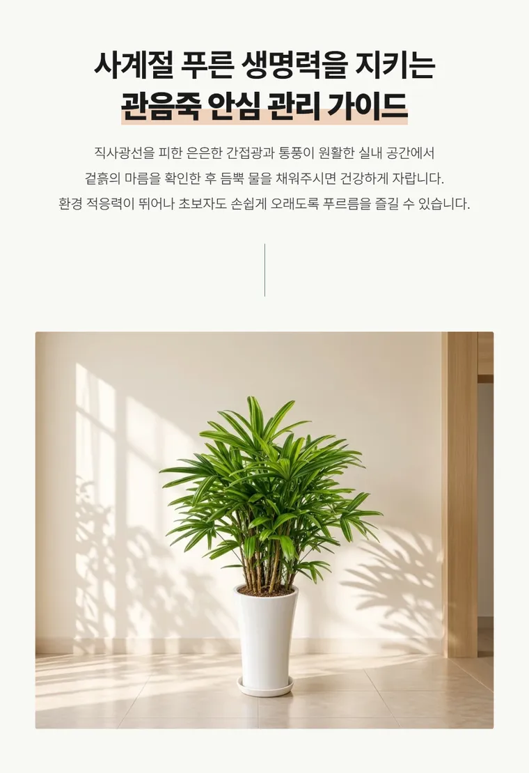 관음죽 — 상품 상세