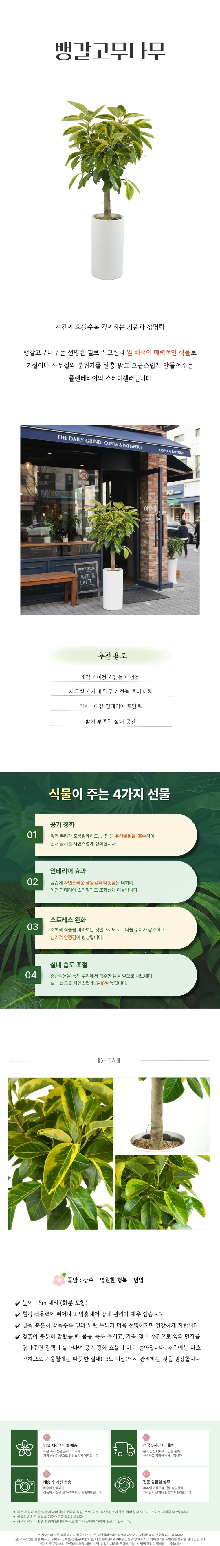 뱅갈고무나무 — 상품 상세